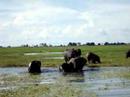 Elephants in Chobe National Park Botswana