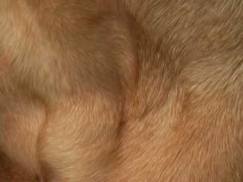 abi and titmuss and lesbian and sex and video. VideosWali.com - Abi Titmuss videos