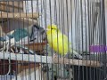 Benjamin the singing Canary