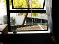 videos de Cat in window