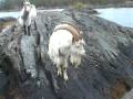Christmas Goats.wmv