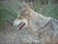 animales salvajes