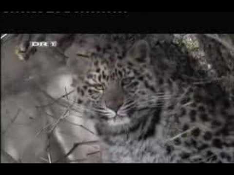 Amur leapards