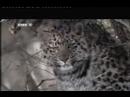 Amur leapards Amur leapards