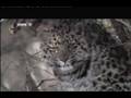 Amur leapards
