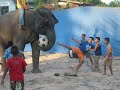 Thai Soccer with Elephant