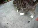 Hemingway Polydactyl Cat - Dyson