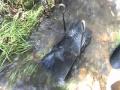 Running a small Gold Trap sluice_0001.wmv