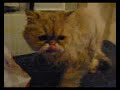 Mr. Beau - the most miserable cat in the world Mr. Beau - the most miserable cat in the world