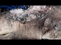 Click here to watch this video Shark-bit Sevengill Shark and Its Teeth