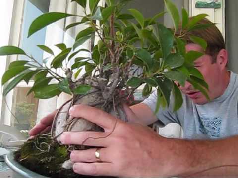 how to care for a bonsai tree pdf