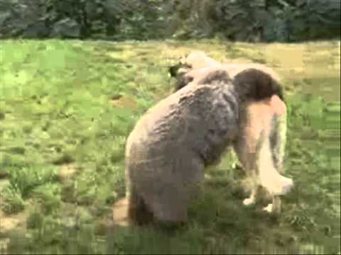 mops kangal