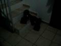 Crawler Stealth Gmade