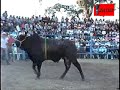JARIPEO EN CUTO DE LA ESPERANZA