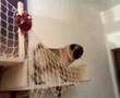 Pug video