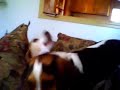 My Beagle's