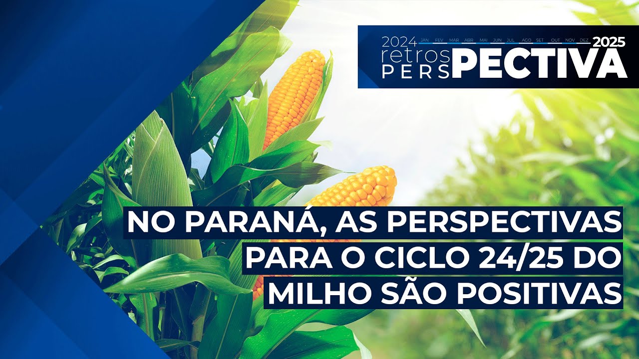 No Paraná, as perspectivas para o ciclo 24/25 do milho são positivas