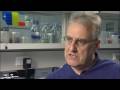 SNP Chip for the Sheep Genome