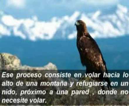 La Fabula del Águila - Una historia de Motivación