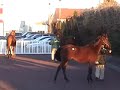 horse rearing