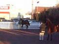 horse rearing
