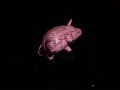 Roger Waters - Sheep ( Live Perth, Feb 9 \