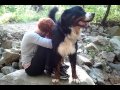 Bernese
