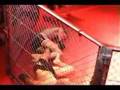 Mateusz Jankowski (No Limits Toruń) vs Łukasz Lis (MMA Olszt