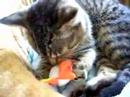 poes met knuffel