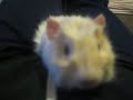 The most talkative Guinea pig EVER