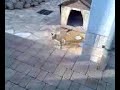 Funny Cat