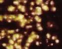 butterflies (Stan Brakhage tribute)