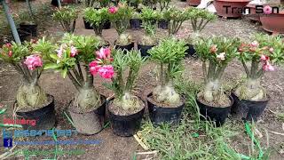 Đã hết 😍 Sứ thái ghép sẵn 6 cây 6 màu 720k(13-09-2018)LH : 01684787837