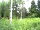 huge explosion blows up tree, anfo