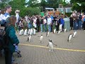 Penguin Parade (Edinburgh Zoo)