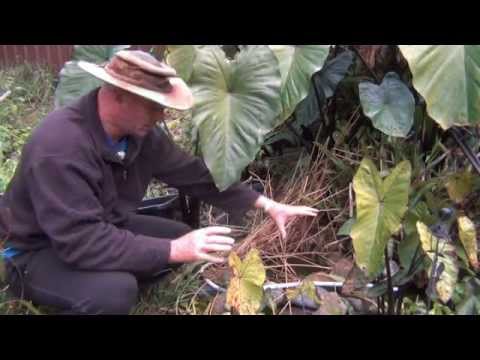 how to harvest chestnuts