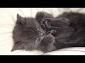 The cutest sleeping kitten you will ever see!