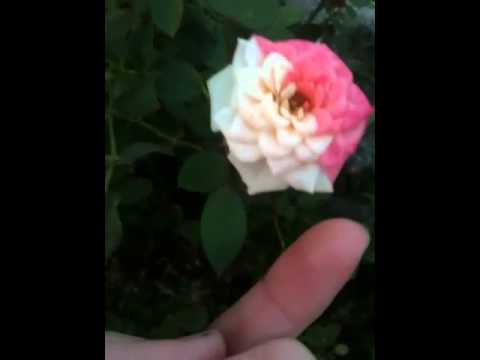 how to fertilize rosa rugosa