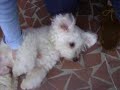 Louis - The Bichon Frise Louis - The Bichon Frise