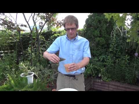 how to care water lily