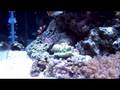 60 Gallon cube SPS reef