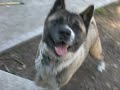 Kaj, Akita Male 1 year old