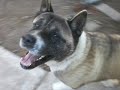 Kaj, Akita Male 1 year old