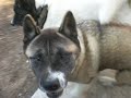 Kaj, Akita Male 1 year old