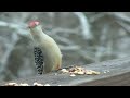 Red Bellied Woodpecker in Pike Creek, Delaware
