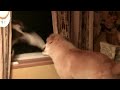 PUPPY Traps CAT In Curtain