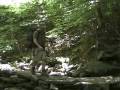 Geocaching and Backpacking in the Catskills