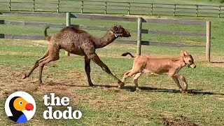 No One Wanted to be Friends with This Rescue Camel β Until a Baby Cow Came Along | The Dodo by The Dodo