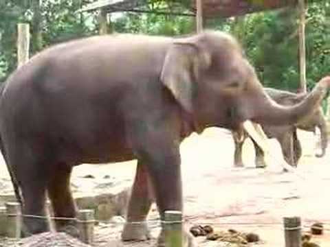 relax with animal