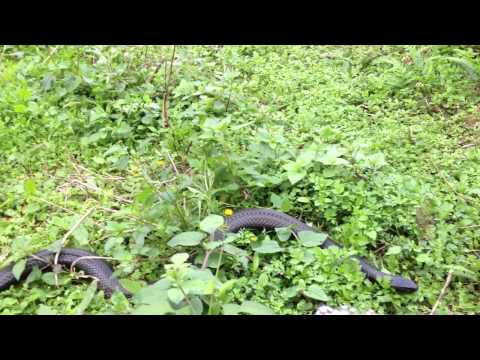 porphyriacus - The Red-bellied Black Snake (Pseudechis porphyriacus) is a species of elapid snake native to eastern Australia. Though its venom is capable of causing signif...